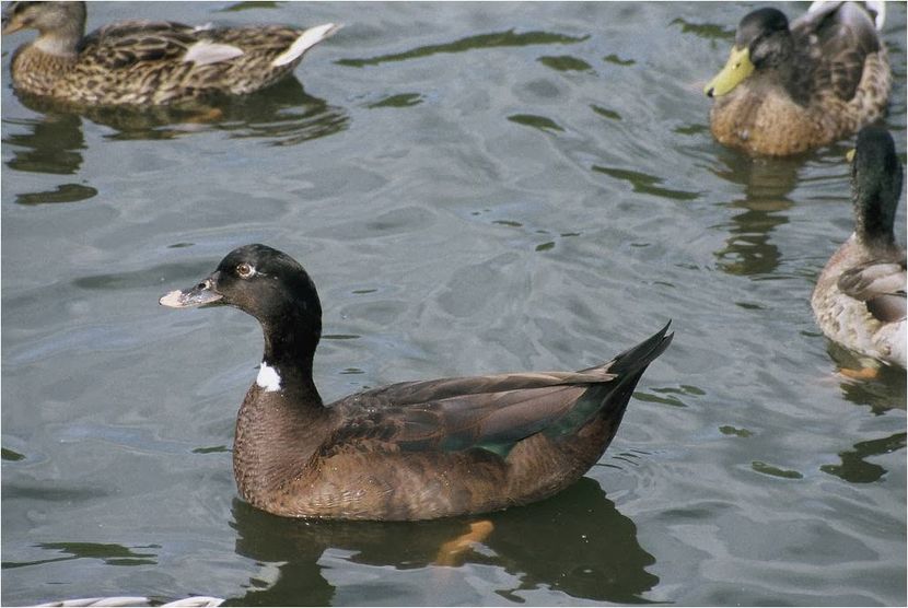  - Hibrizi muscovy x mallard poze internet