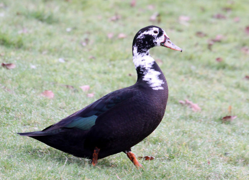  - Hibrizi muscovy x mallard poze internet