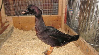 LL - Hibrizi muscovy x mallard poze internet