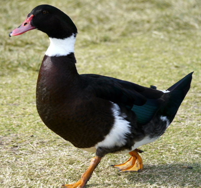 medium - Hibrizi muscovy x mallard poze internet