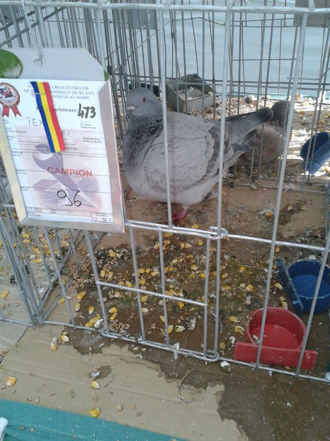 Fotografie0837 - 15---expozitie sannicolau mare 18 11 2016 20 11 2016