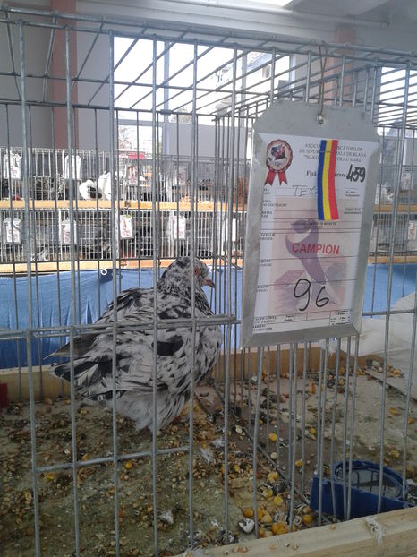 Fotografie0839 - 15---expozitie sannicolau mare 18 11 2016 20 11 2016