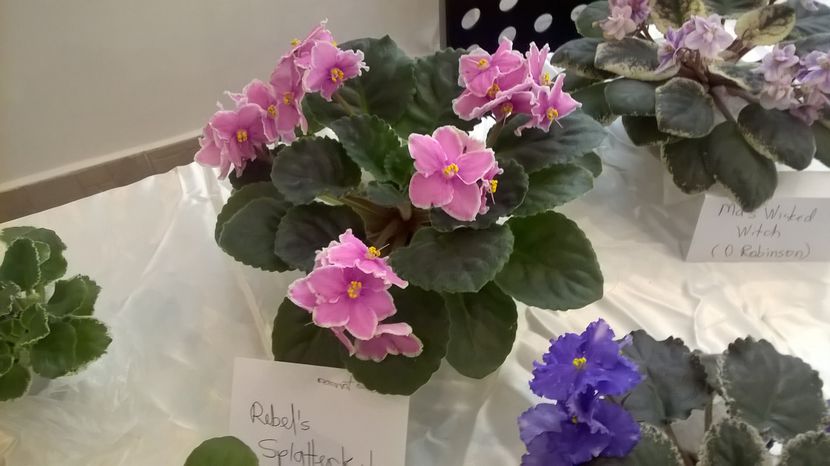  - Expozitia de violete 19 11 2016