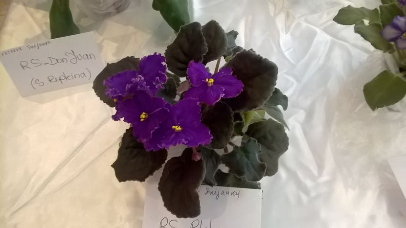  - Expozitia de violete 19 11 2016