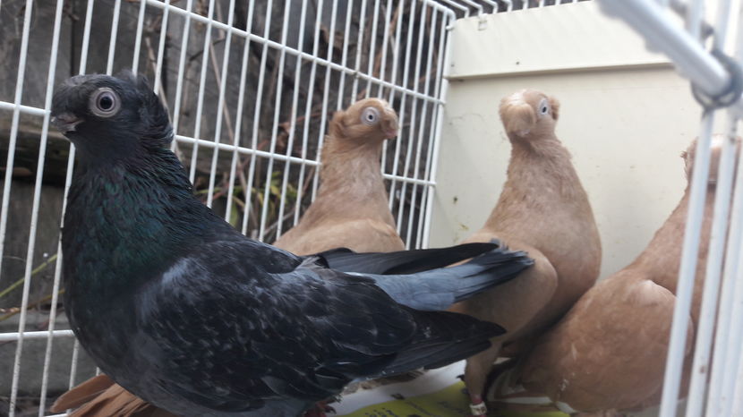  - jucatori de balti poze noi