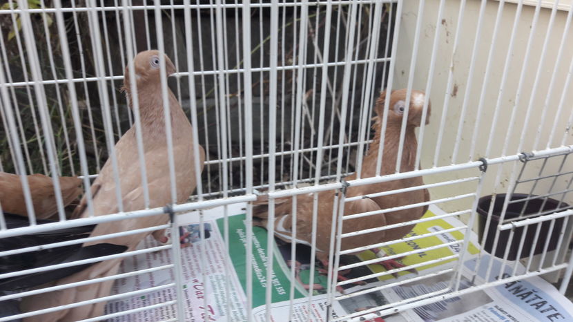  - jucatori de balti poze noi