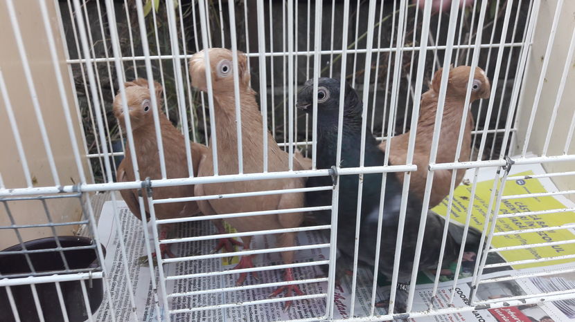  - jucatori de balti poze noi