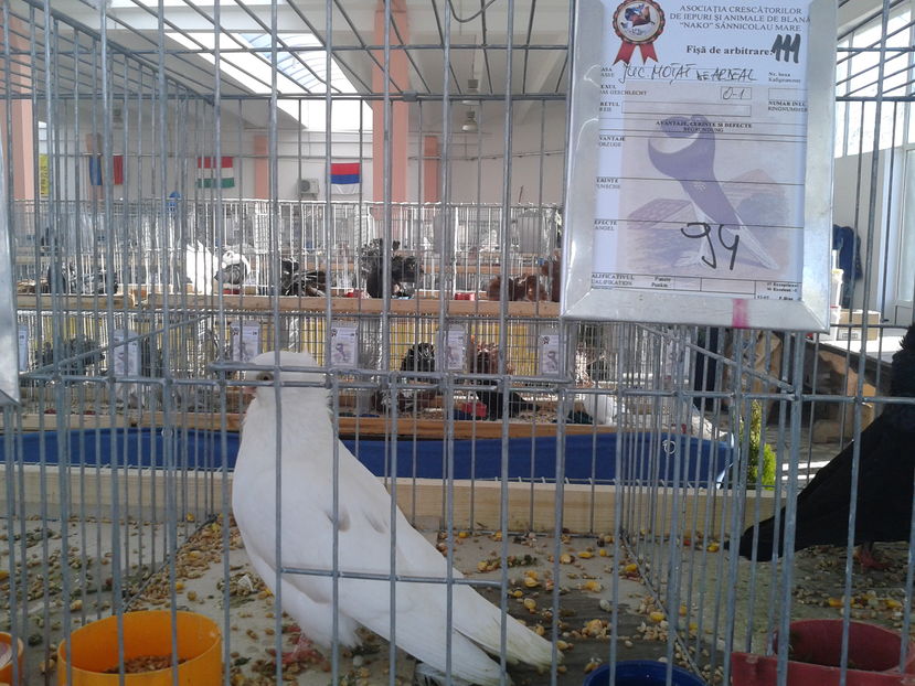 Fotografie0930 - 15---expozitie sannicolau mare 18 11 2016 20 11 2016