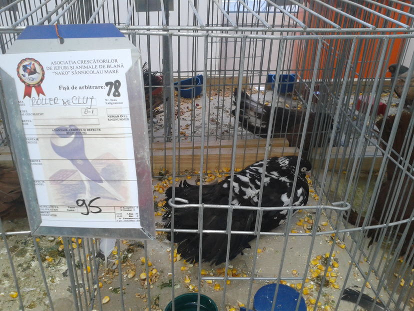 Fotografie0939 - 15---expozitie sannicolau mare 18 11 2016 20 11 2016