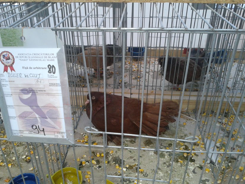 Fotografie0940 - 15---expozitie sannicolau mare 18 11 2016 20 11 2016