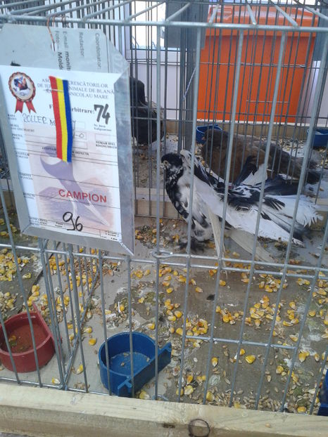 Fotografie0941 - 15---expozitie sannicolau mare 18 11 2016 20 11 2016