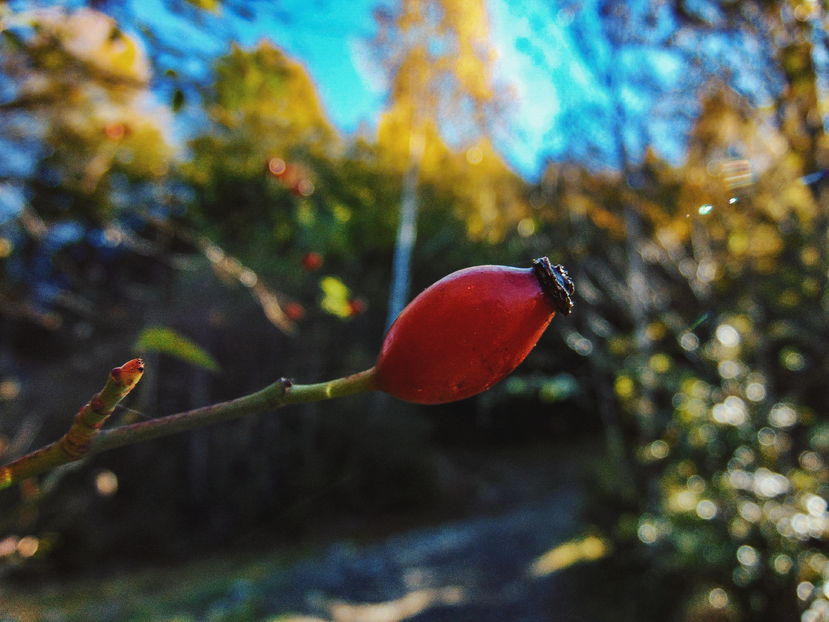  - Photo 04 - Toamna