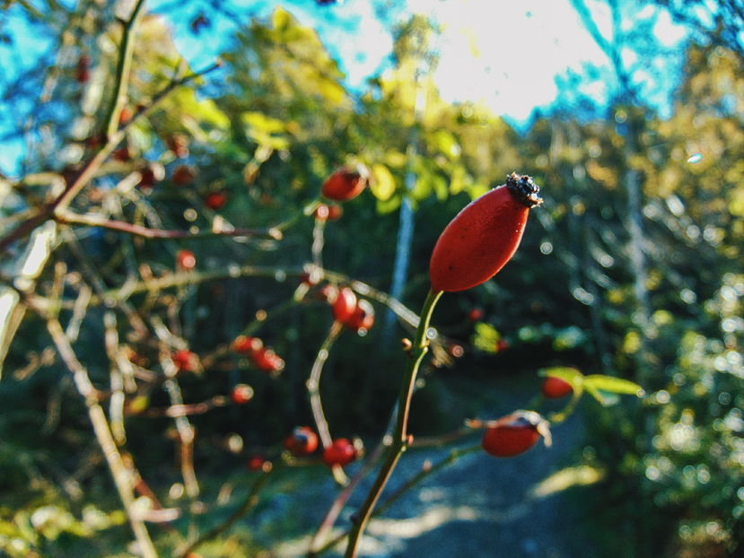  - Photo 04 - Toamna