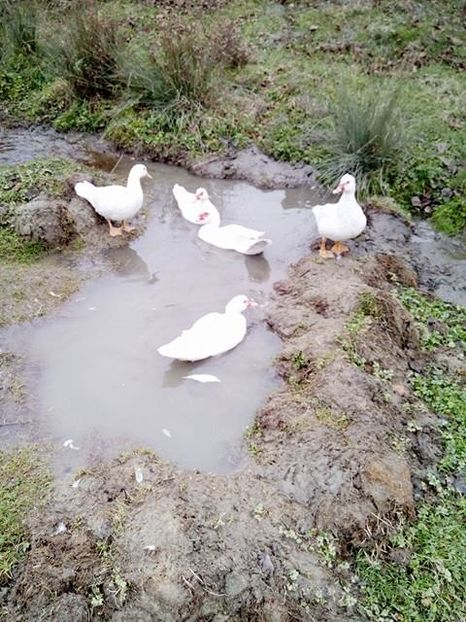 15086320_1640297269600902_2114013297_n - Rate mute matca 2017