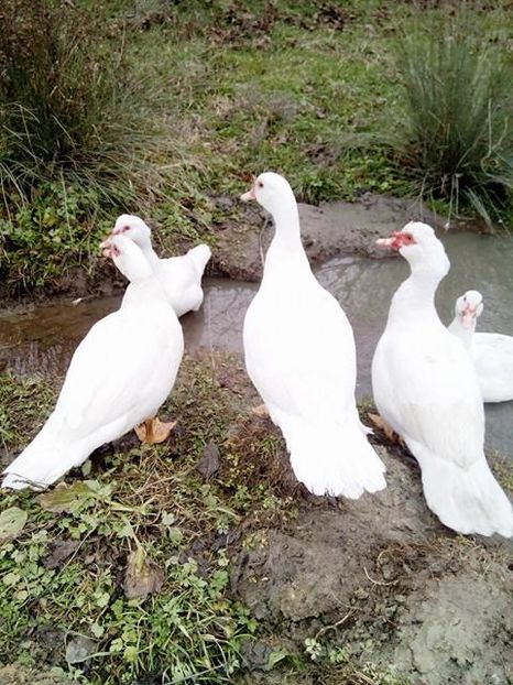 15128650_1640298289600800_1946587762_n