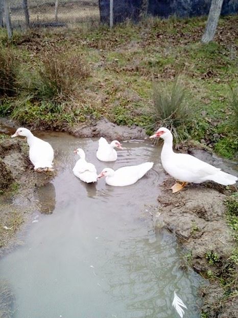 15135532_1640298846267411_1139178854_n