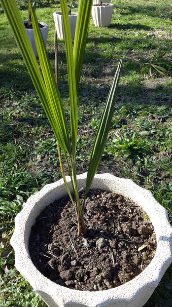 Jubaea chilensis - Palmieri
