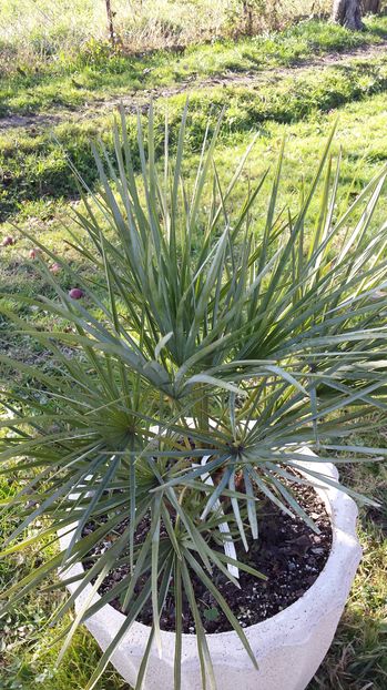 Chamaerops humilis cerifera - Palmieri