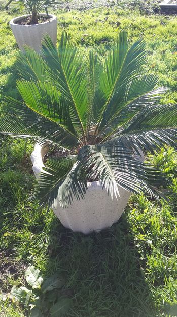 Cycas - Palmieri