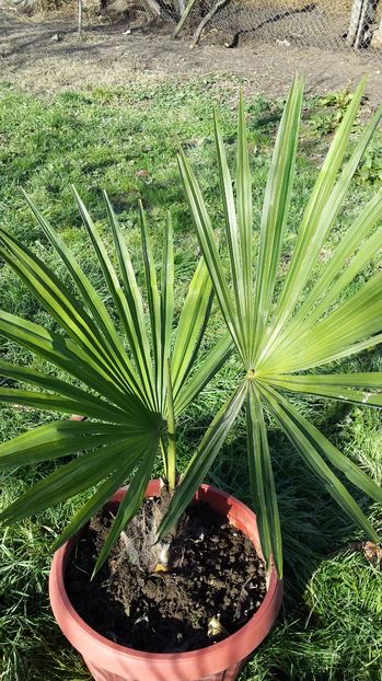 Trachycarpus wagnerianus - Palmieri