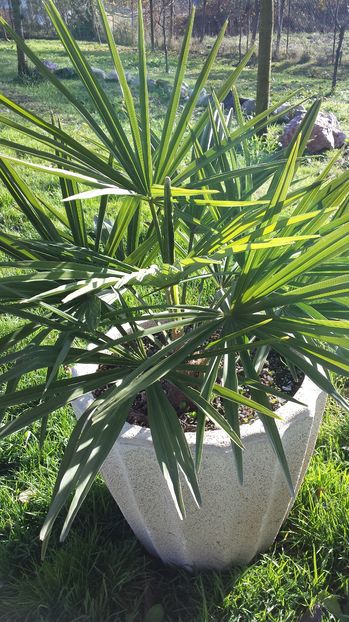 Trachycarpus fortunei - Palmieri
