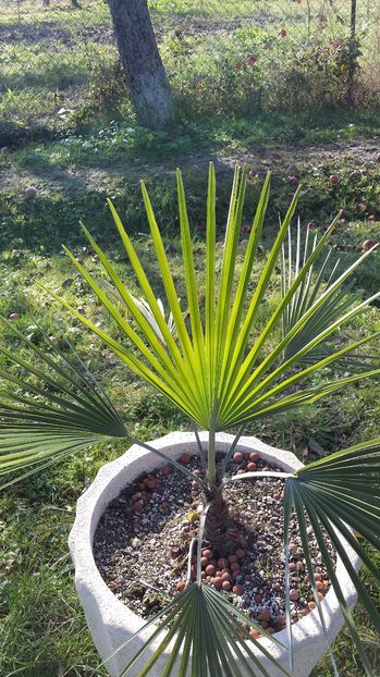 Trachycarpus princeps blue silver