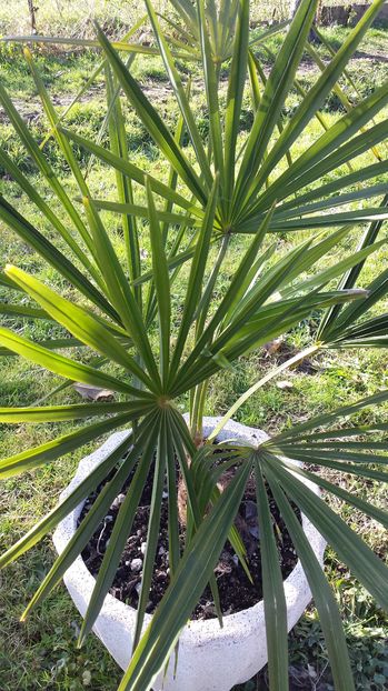 Trachycarpus fortunei - Palmieri