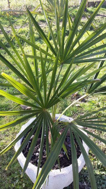 Trachycarpus fortunei