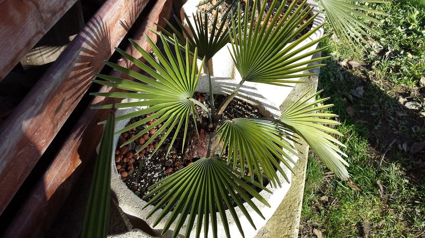 Trachycarpus princeps blue silver - Palmieri