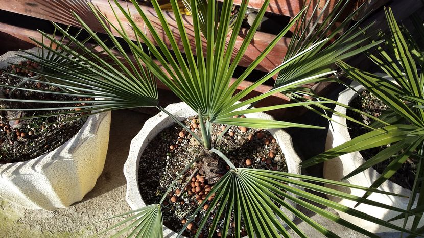 Trachycarpus princeps blue silver - Palmieri