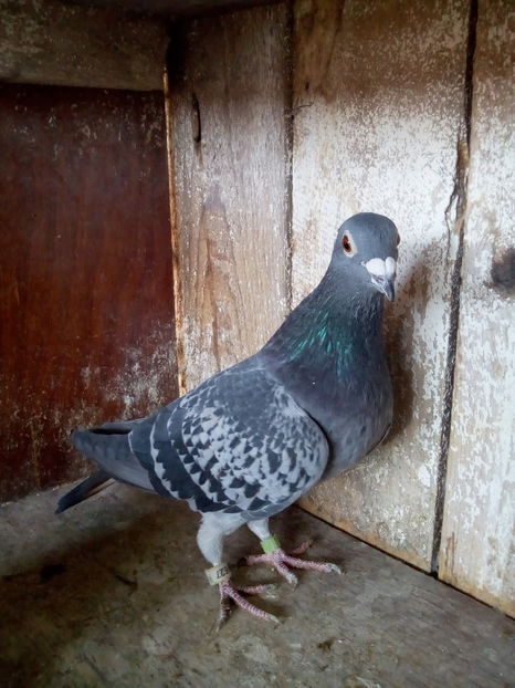 Fiica din loc 1 jud fond palmares Denes Tiberiu