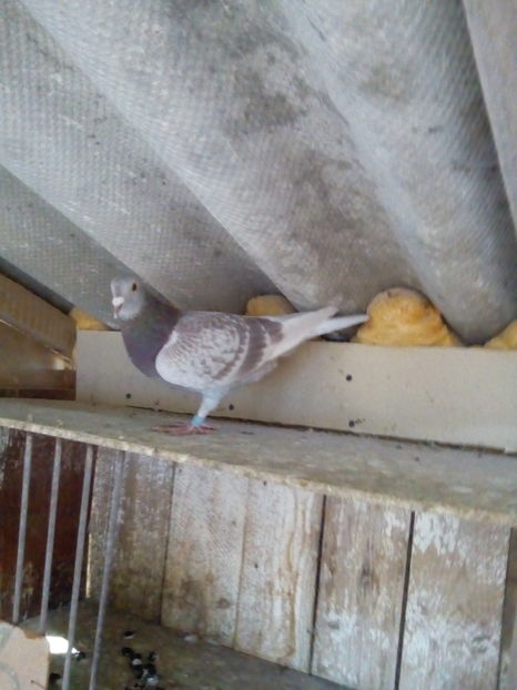 Fiica din rosul lui Medris Calin