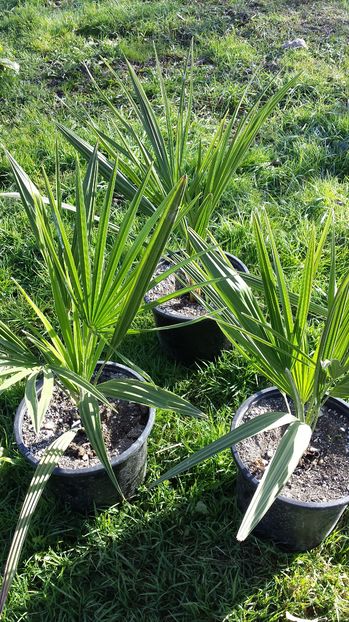 Chamaerops humilis cerifera - Palmieri