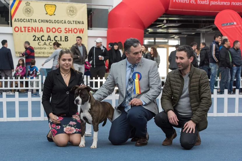 EXC.2 CACIB Craiova 2016 - 13 Month old- Junior Class - American Staffordshire Terrier  - AudreyAimTheStar