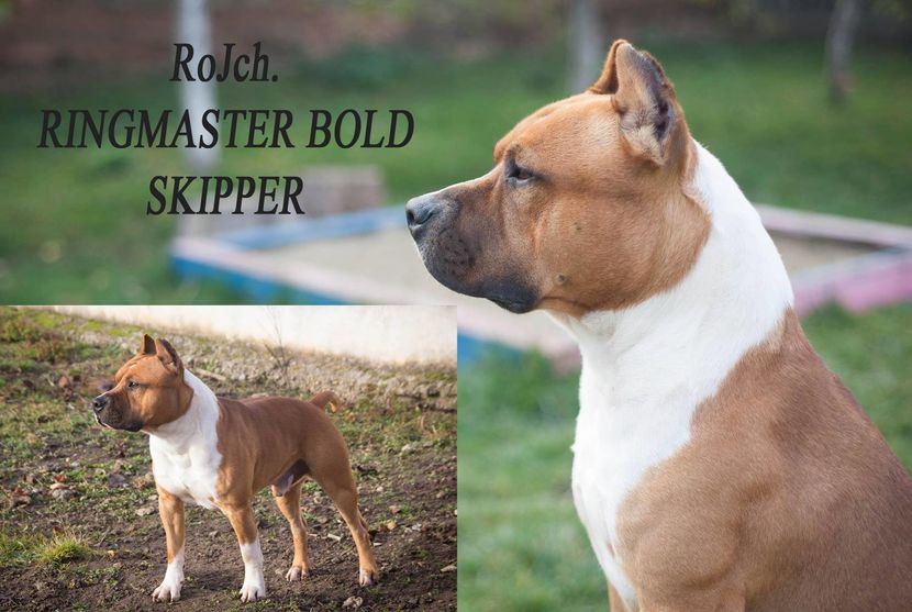 Skipper JCH Romania - American Staffordshire Terrier - JCH Ringmaster Bold Skipper