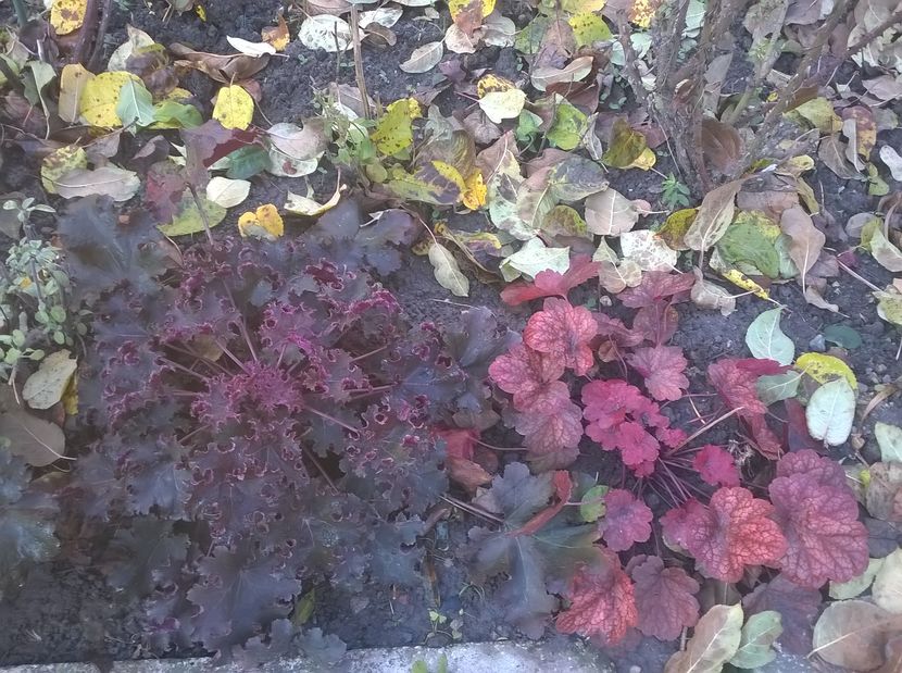  - 2016 Heuchera