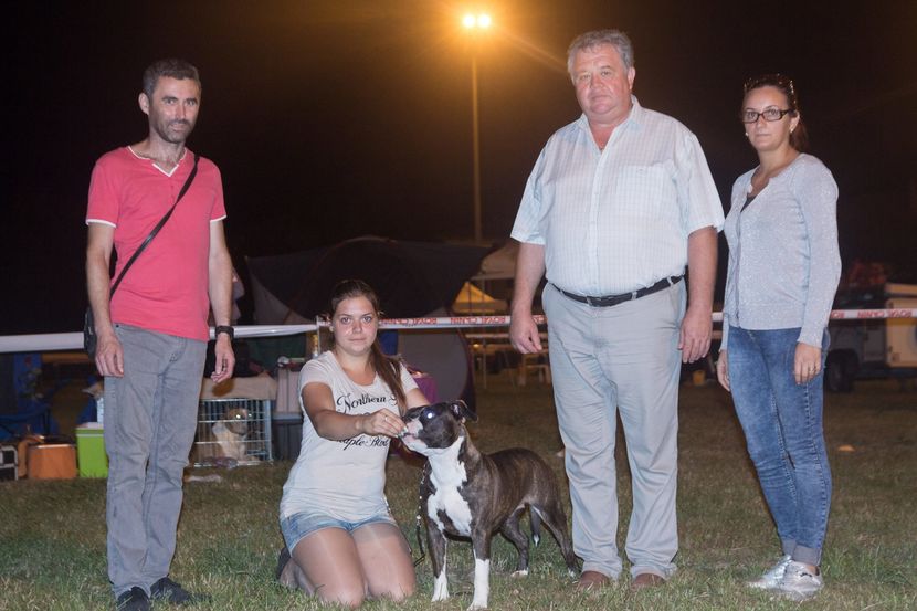 CACIB Debrecen Ungaria 2016 EXC. 1 ,VPJ , BEST Junior Junior Class - American Staffordshire Terrier  - AudreyAimTheStar