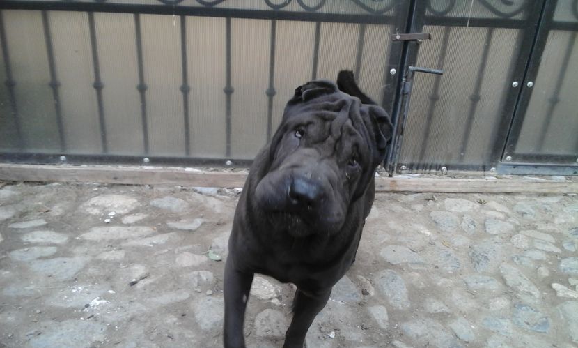 nero - caini shar pei