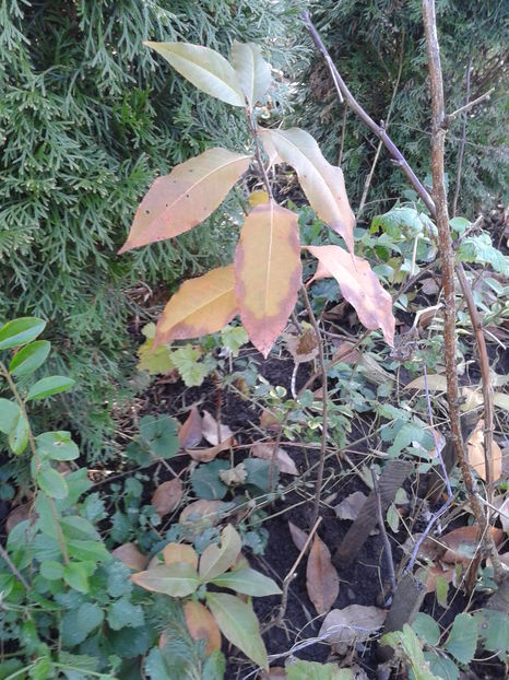 Fotografie0063 - 0 0 Arbusti fructiferi 2017-2018