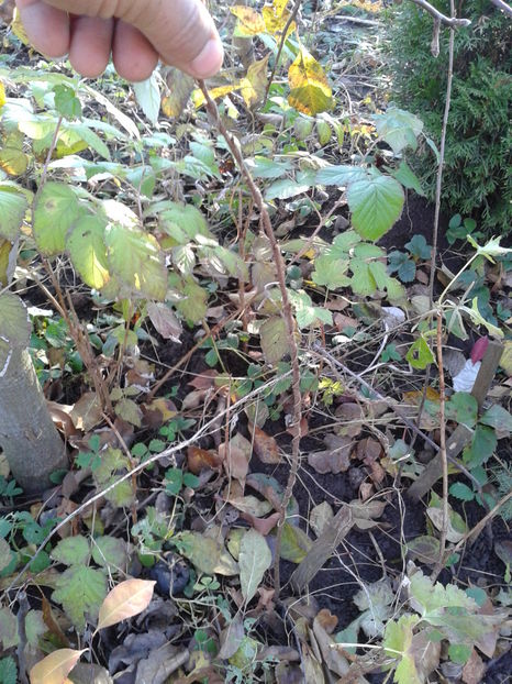 Fotografie0064 - 0 0 Arbusti fructiferi 2017-2018