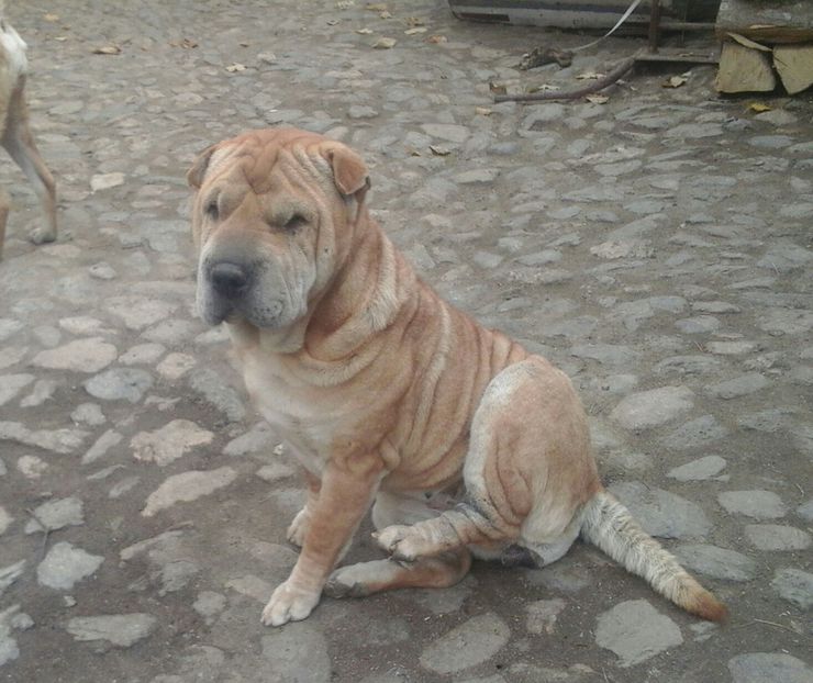 20151120_140703-1 - caini shar pei