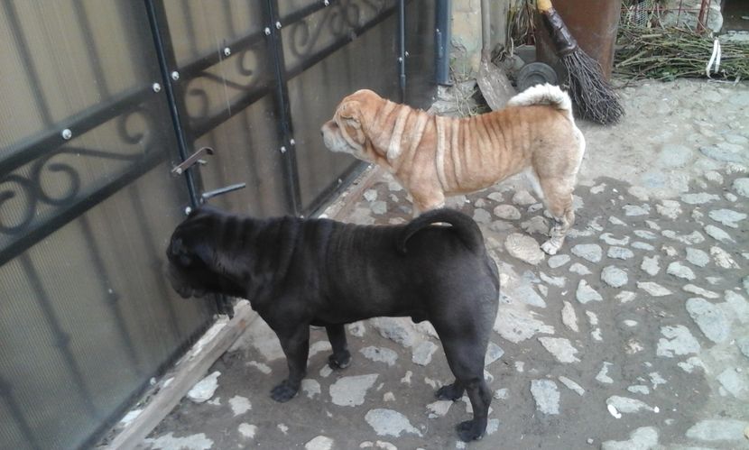  - caini shar pei