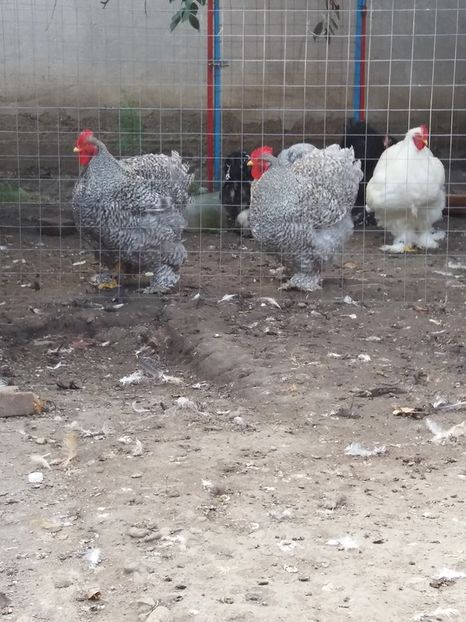 14333812_1824028341164296_5036119258475065229_n - Copy