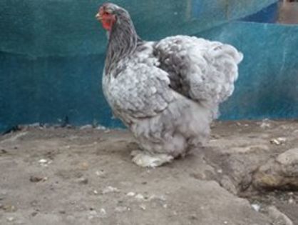 14344891_1824185927815204_3133847145269730166_n - Copy