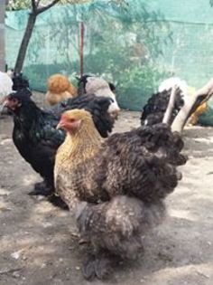 14484768_1832667270300403_1959334774078246735_n - Copy