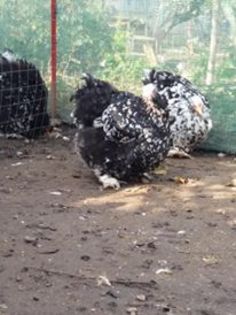 14611040_1848735688693561_4341092876968160948_n (1)