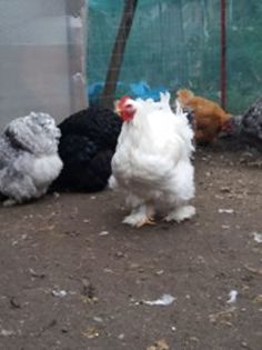 14705852_1844069842493479_6610122173231250331_n