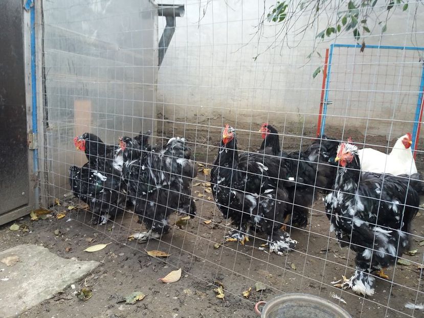 14716193_1848668375366959_8534187165953392566_n