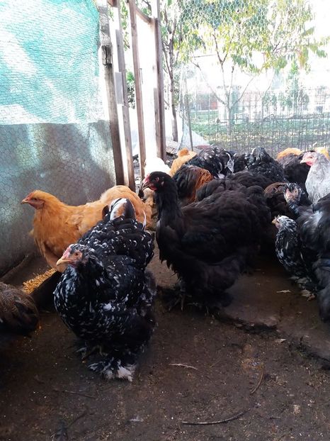 14725749_1845908225642974_7375526655549402167_n