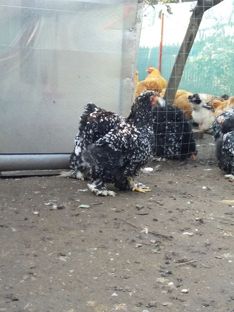 14908206_1848735515360245_7612442549855378654_n